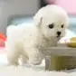 Mon Chiot Robot Réaliste - Image 12