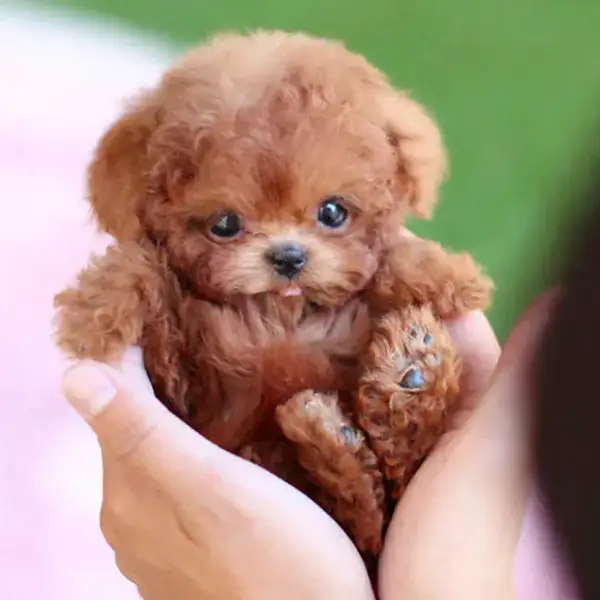 Mon Chiot Robot Réaliste - Image 16