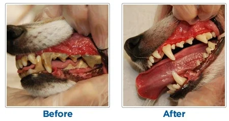 (❤️Clearance Sale: Buy 2 Get Extra 10% OFF) Dog Toothbrush - Image 2