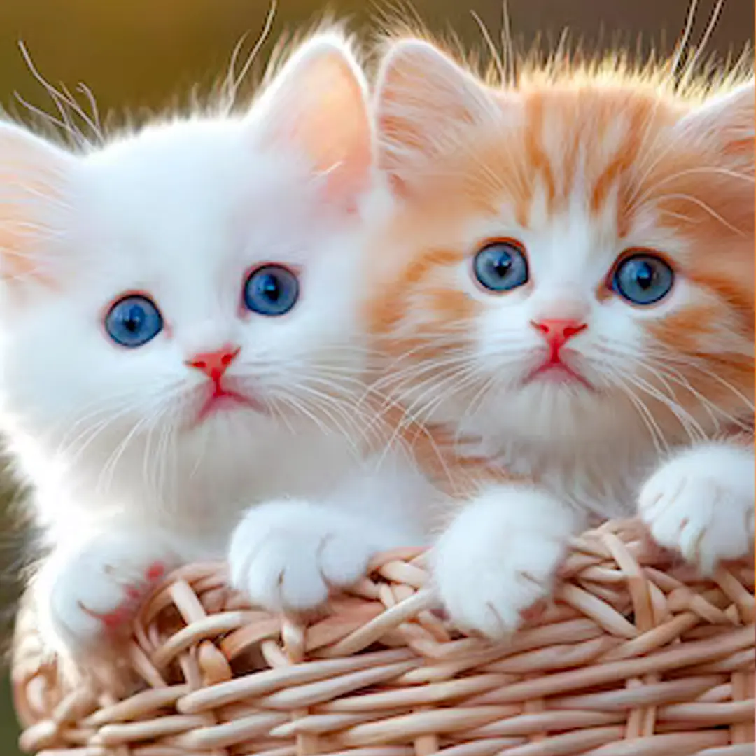 My Realistic Kitten Robot - Image 4