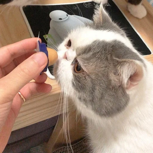 Cats Treats Snacks Licking Sugar Energy Ball - Image 5