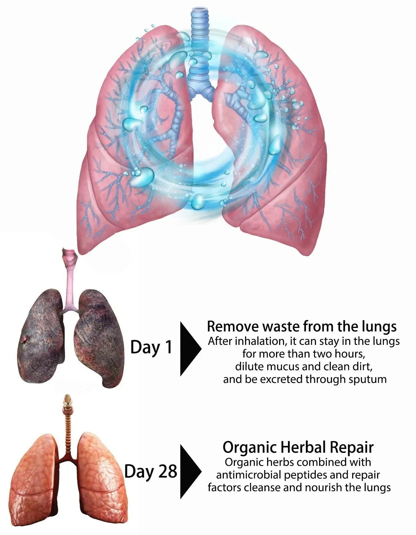 Organic Herbal Lung Restoration and Revitalizer Nasal Spray-Pro Formula - Image 4