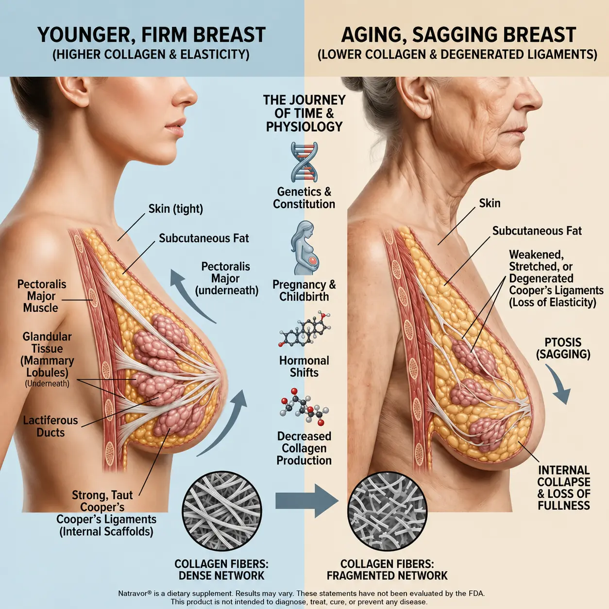 Natravor Targeted Breast Enhancement Advanced Nano-Microneedle Patches - Image 6